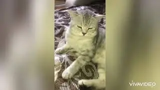 Шотландские кошки❤️