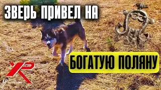 ВОЛШЕБНАЯ ПОЛЯНА ПРИНЕСЛА ГОРУ НАХОДОК! Коп монет с XP ORX