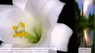 Чорнiе брови