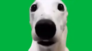 Shivering Dog Meme Green Screen