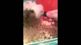 Charlie-Pig