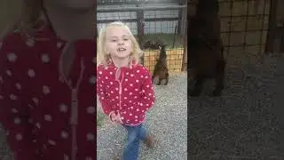 goats, am I right??