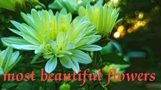 top most 15 beautiful flowers 🔥🔥🔥#youtubes#video