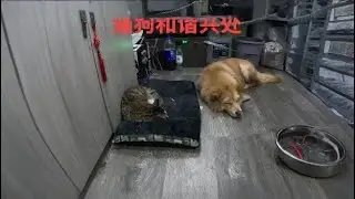The cat was able to get along peacefully with the dog on its first night in the car, without maki...