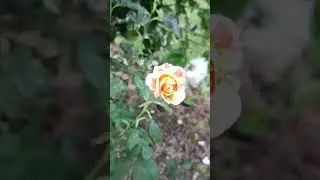 29 июня 2024 г.