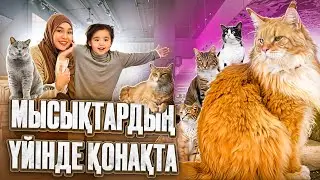 STAYING AT THE CATS' HOUSE 🐾😍 🥰 THE BIGGEST CAT😱 HOW MANY CATS ARE THERE???😱😱