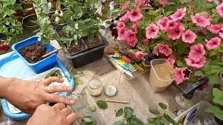Cuttings and shaping Dipladenia (Mandevilla)