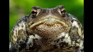 Раздача петтов и кристалов в pet симулятор X