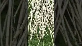 BAMBOO BABY!