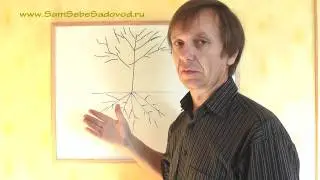 О соотношении корней и кроны дерева