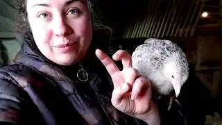 "куры" расстроили, теплица на подходе