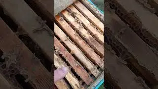 Что делают пчёлки зимой!!!