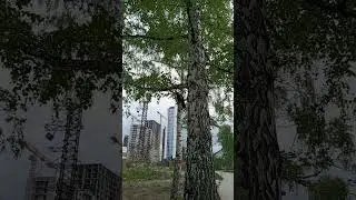 наглый ворон в парке