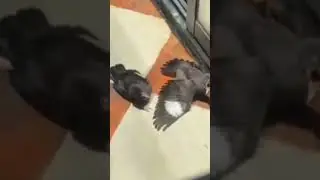 Оскар за лучшую роль достаётся этим птичкам