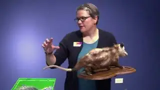 Urban Wildlife (3rd - 5th Grade)