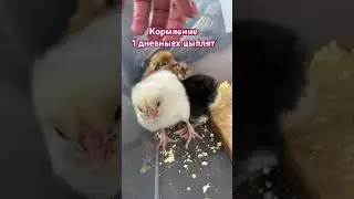 Малыши кушают
