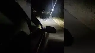 Black bear’s family on the roads of Mount Abu late night #2024shorts #shortsviral  #reel #mountabu