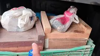 Morning with the bees and preparations to take more bees to the forest.