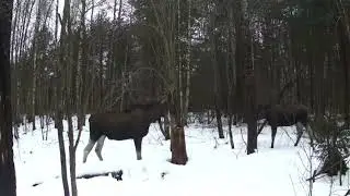 Редкие кадры. Лоси ревут в конце января. Ленинградская область. 