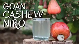 GOAN CASHEW NIRO | PLACE TO GET NIRO IN GOA | PROCESS OF EXTRACTING NIRO | REFRESHING SEASONAL NIRO