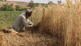 Wheat  Cutting Very Hard || Ghandam Ke Catayi|| Ghao Ke Kuch Pal || New Video 2025
