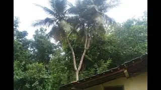UNIK, POHON KELAPA CABANG 7 DITAWAR AKAN DITUKAR MOBIL