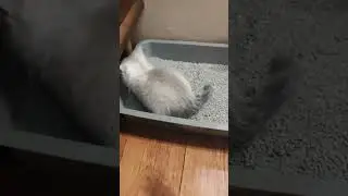 Когда началась самостоятельная жизнь #cat #youtube #kitten #catlover #котики