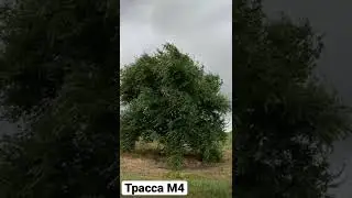 Дорога🛣,дождь 💦и красивое одинокое дерево!🌳