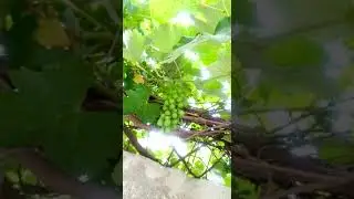 #grapes#viralvideo #food #fruit
