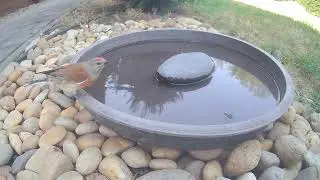 Drinking linnet (Linaria cannabina)