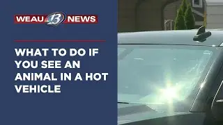 What to do if You See an Animal in a Hot Vehicle