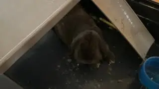 Meet my new bunny, Cookies!