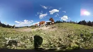 Alpinum Hotel Residence - visita a 360°