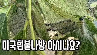 병해충 방제, 이것만 알고하세요!
