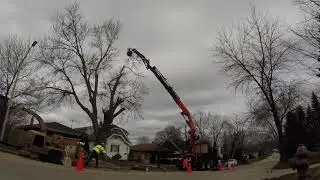 Peterson's Tree Care Tree-Mek Remote Control Tree Removal