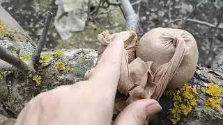 Why I grew water sprouts on my apple tree and how to prune them.