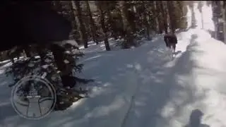Мужчина убил Лося от первого лица