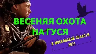 Охота на гуся весной 2021