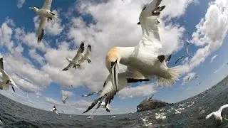 The Best Moments from Earthflight (Winged Planet)
