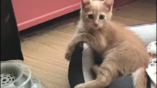 Знакомьтесь, мой новый член семьи -Королевич Трифон🐈