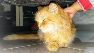 Kucing Emas Lucu Meong Meong Sedih Tidak Mau Makan dan Minum | Rubichan Kids