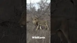 Lion vs Hyena! 