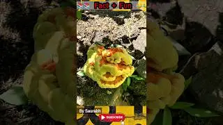 FACT + Fun || What is this ?