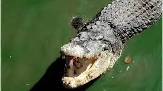จระเข้ กินอาหาร , วิถีชีวิตของจระเข้