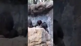 Начал кидаться камнями и пожалел об этом😳