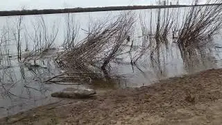 Вода прёт Сев Двина 19 04 24