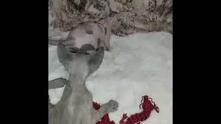 Котенок девон- рекс