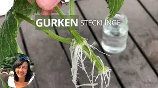 Gurken aus Stecklingen ziehen - geht das?