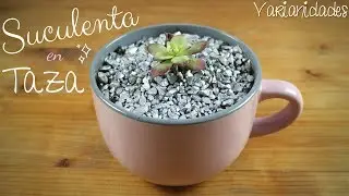 SUCULENTA EN TAZA ☕ / DECORACIÓN / CENTRO de MESA para FIESTA // Varianidades :D