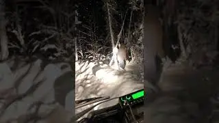 Волки съели Оленя! Не дали одному уйти!